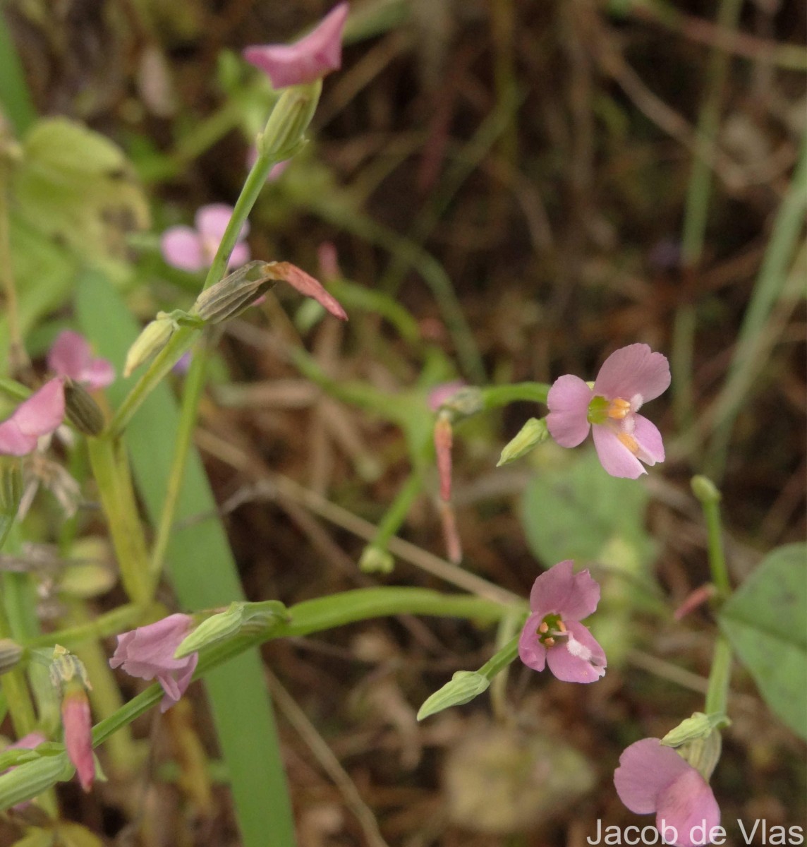 Canscora heteroclita (L.) Gilg